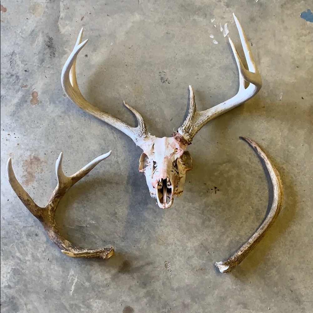 DEER SET